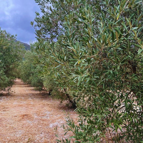 Extra Virgin Olive Oil Can 500ml Spain