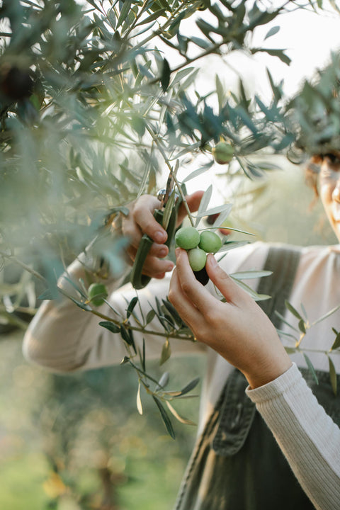 We Turn Olive Oil Into A Lifestyle